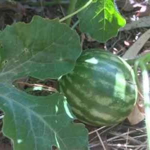 watermelon on vine